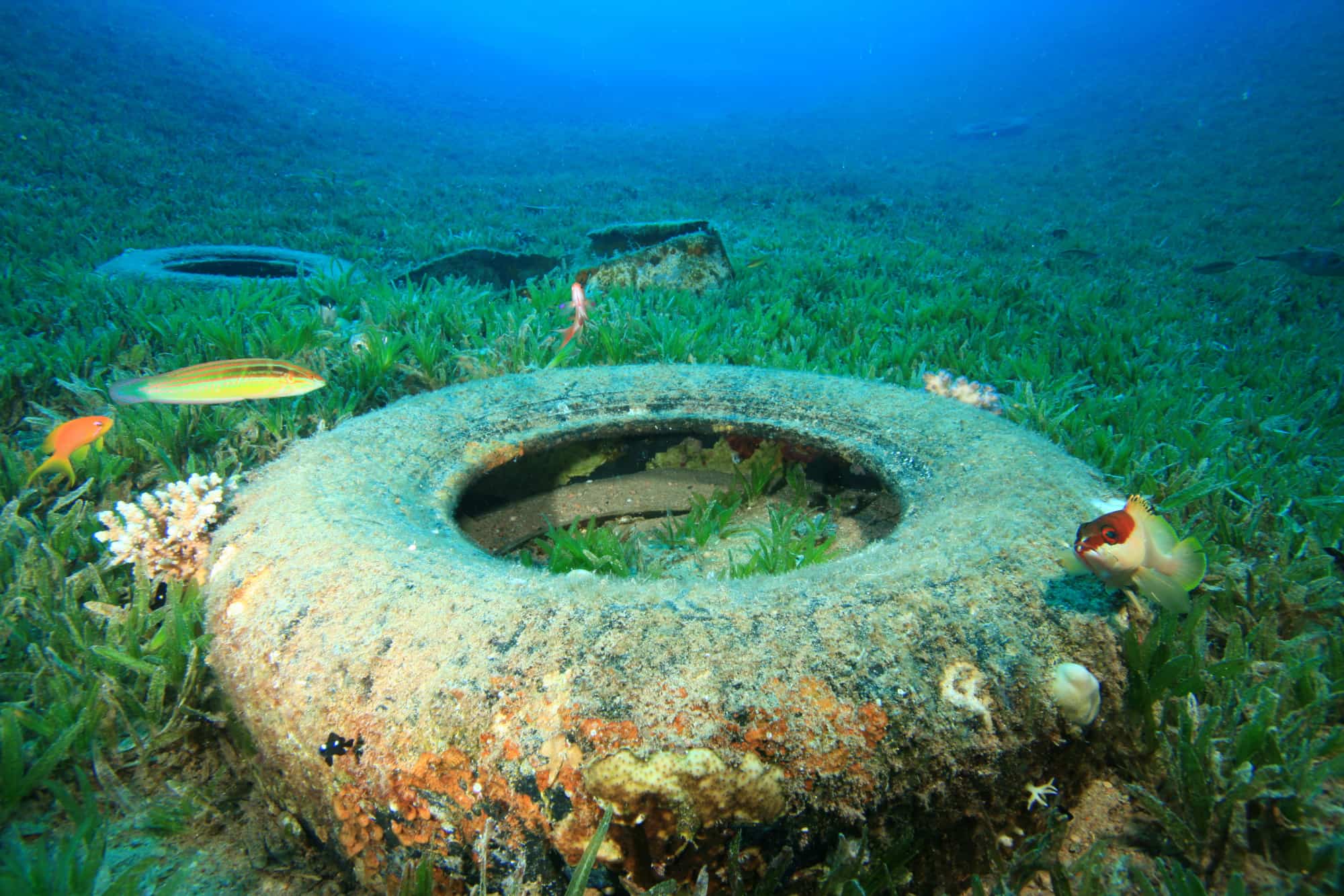 Progetto SeaClear2.0